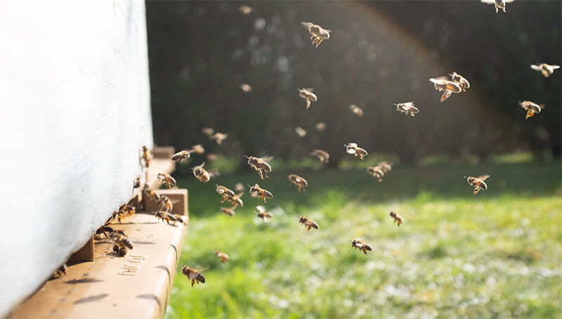 Fresh-Pest-Management-Bees-and-wasps-control