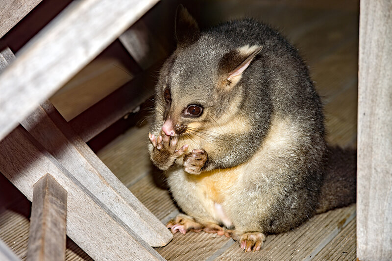 Fresh-Pest-Management-Possum-treatment-program