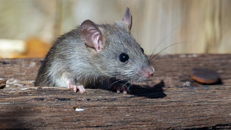 Fresh-Pest-Management-Rodent-Control