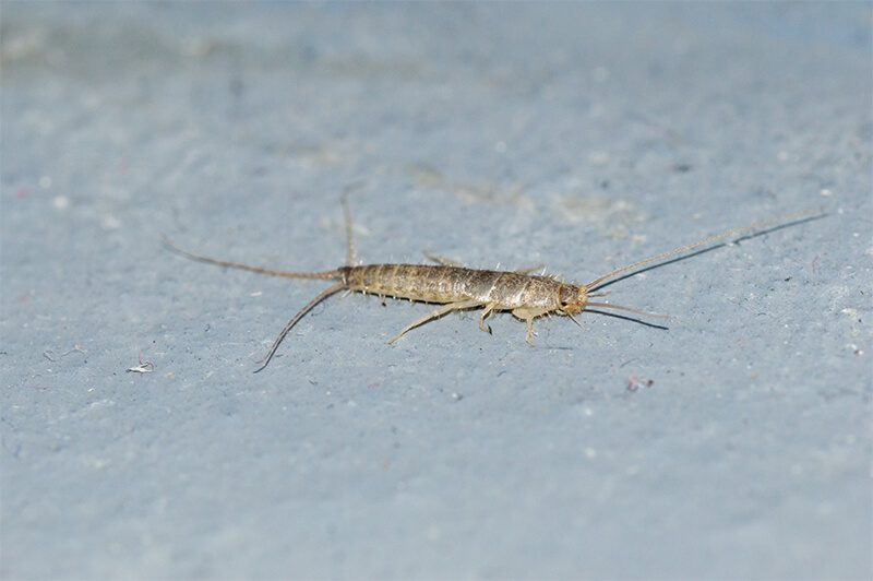 Fresh-Pest-Management-Silverfish-Management