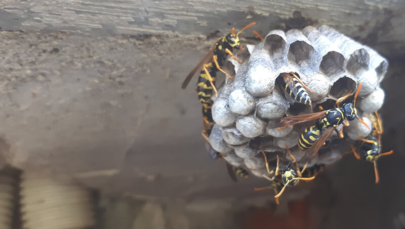 Fresh-Pest-Management-Wasp-Management