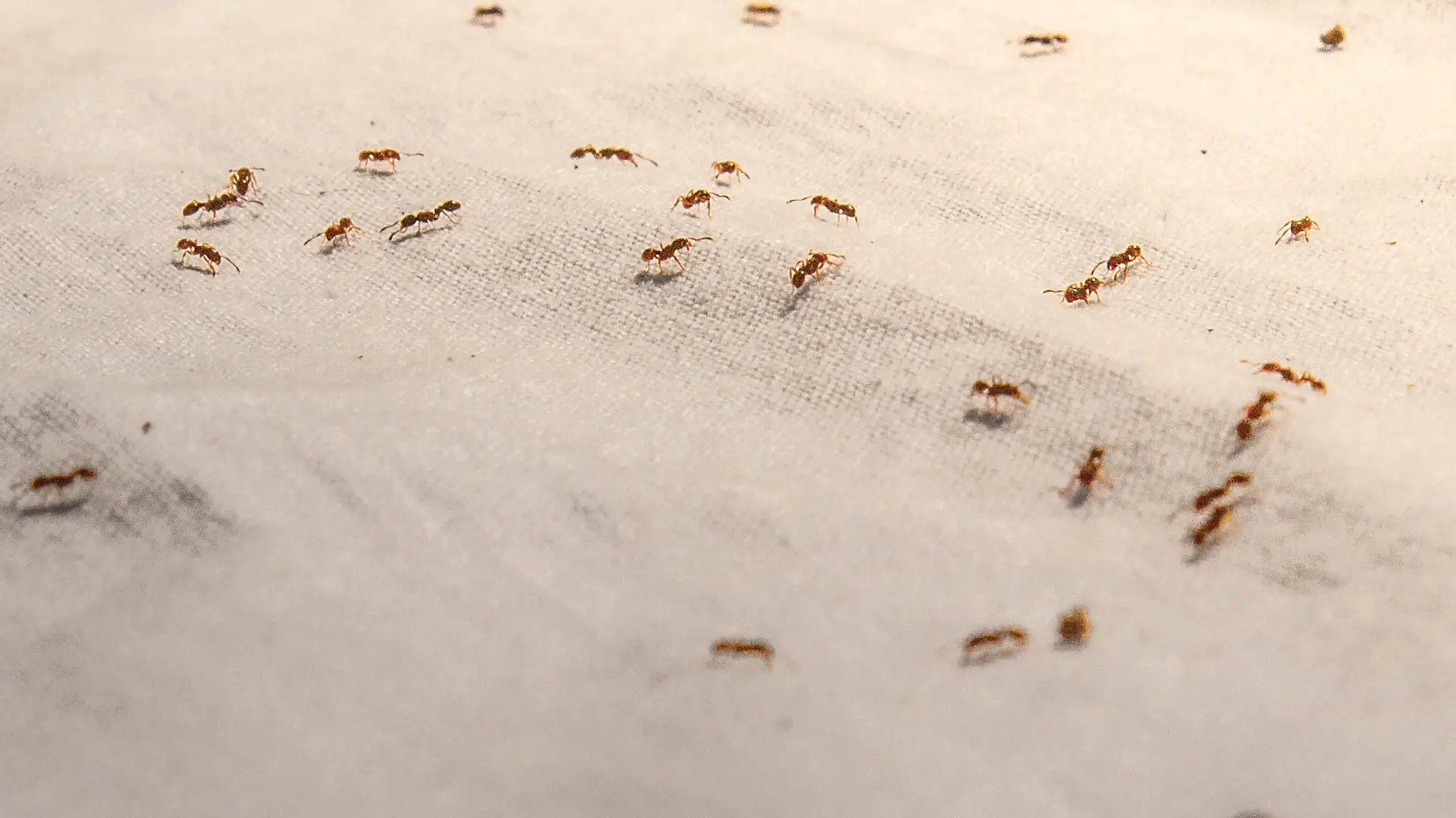 Fresh Pest management Ant Control